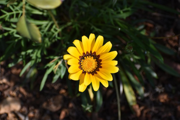 Vue à haut angle de la fleur jaune sur le champ