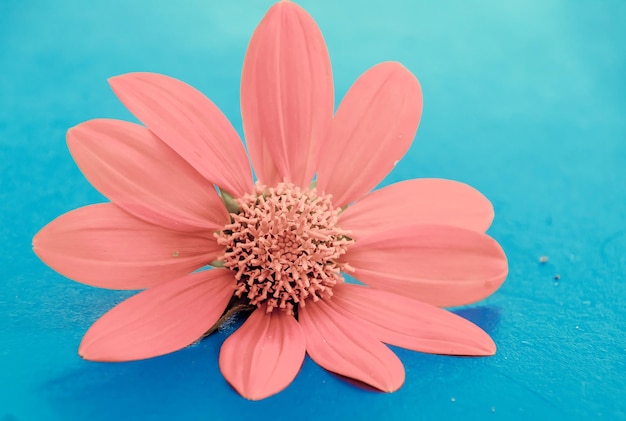 Vue à haut angle de la fleur rose contre le ciel bleu