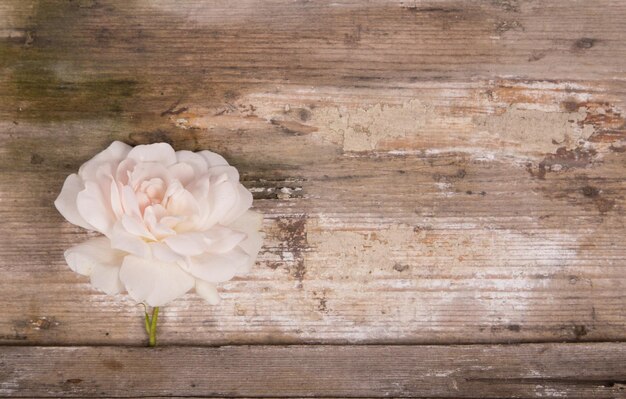 Photo vue à haut angle de la fleur de rose sur une table en bois