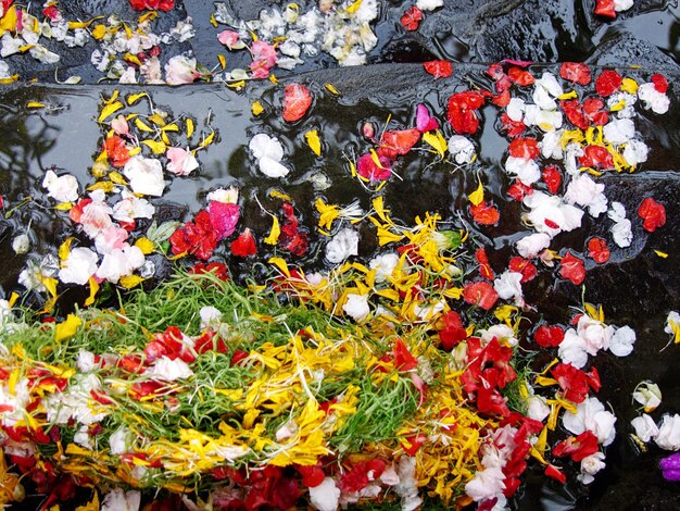 Vue à haut angle des fleurs flottant sur l'eau