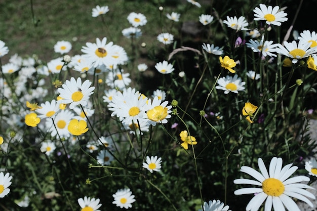 Vue à haut angle des fleurs de marguerite blanche