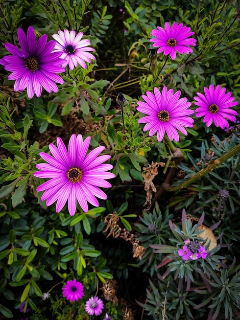 Vue à haut angle des fleurs roses