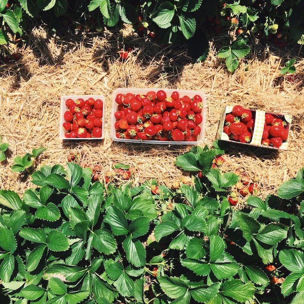 Photo vue à haut angle des fruits sur la plante