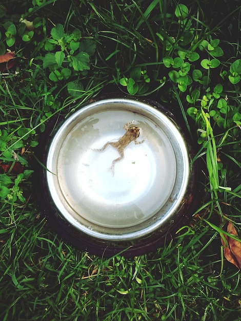 Photo vue à haut angle de la grenouille dans le bol