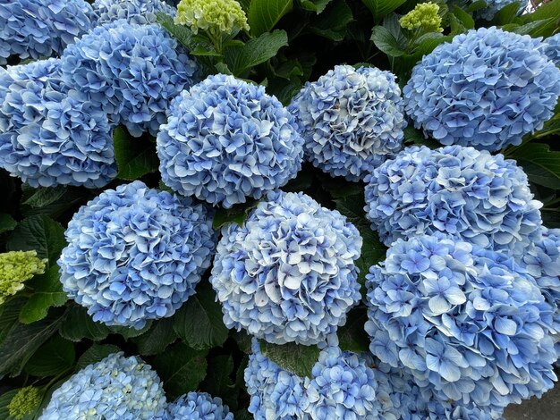 Vue à haut angle de l'hortensia pourpre