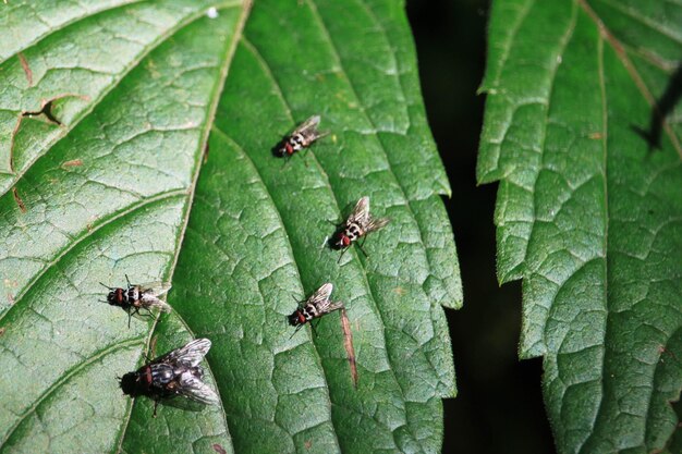 Photo vue à haut angle de l'insecte sur la feuille