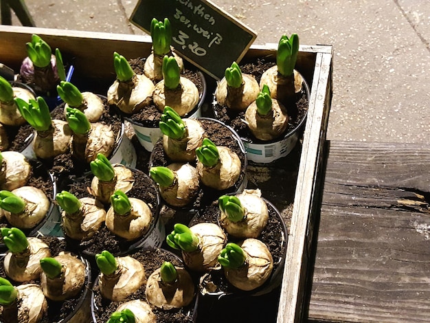 Vue à haut angle des légumes dans le récipient