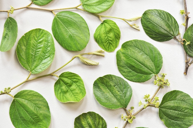 Photo vue à haut angle des légumes et des feuilles