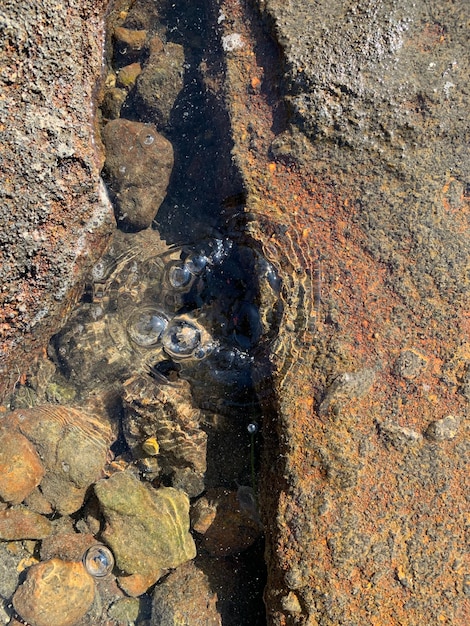 Photo vue en haut de l'angle des lichens sur la roche