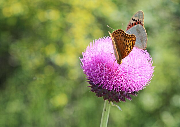 Photo vue à haut angle des papillons sur une fleur rose