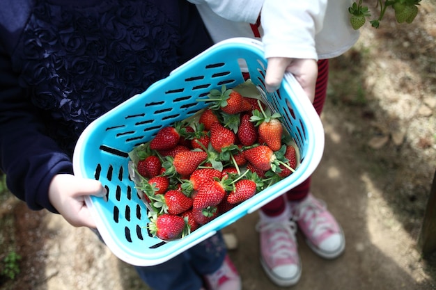 Vue à haut angle d'une personne tenant des fraises dans un panier