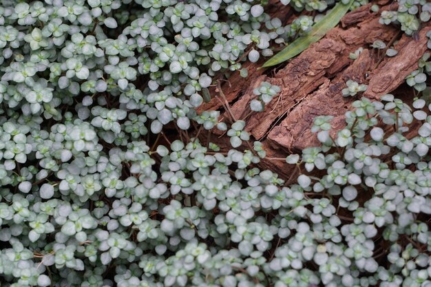 Vue à haut angle de petites plantes poussant sur le champ