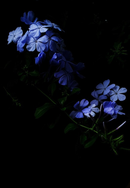 Photo vue à haut angle d'une plante à fleurs violettes sur un fond noir