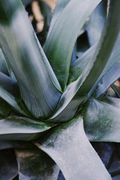 Vue en haut angle d'une plante succulente