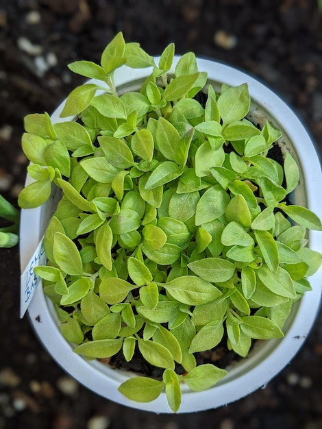 Photo vue à haut angle de la plante verte dans le bol