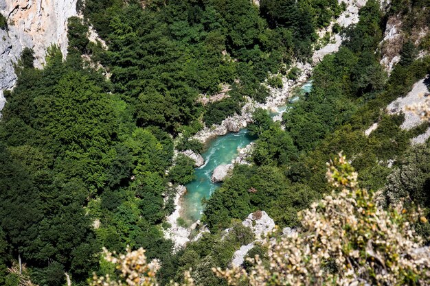 Photo vue à haut angle des plantes et des arbres dans la forêt