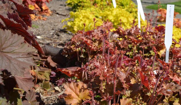 Photo vue à haut angle des plantes par une journée ensoleillée