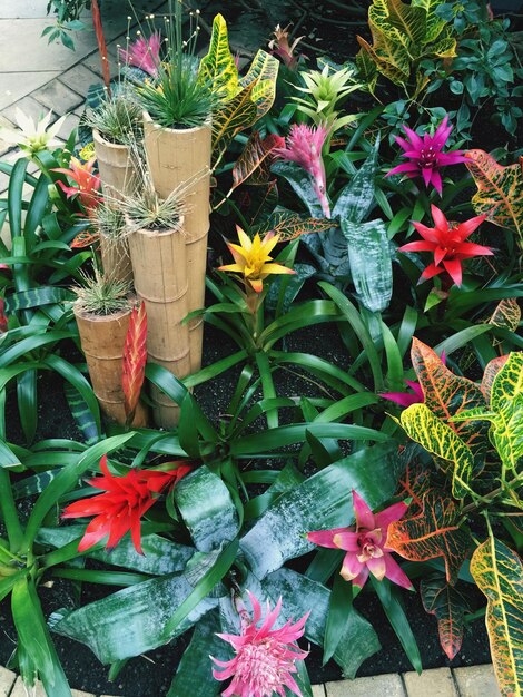 Vue à haut angle des plantes en plein air