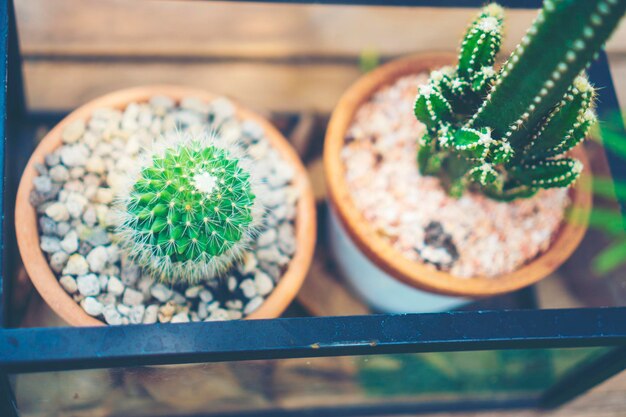 Vue à haut angle des plantes en pot sur la table