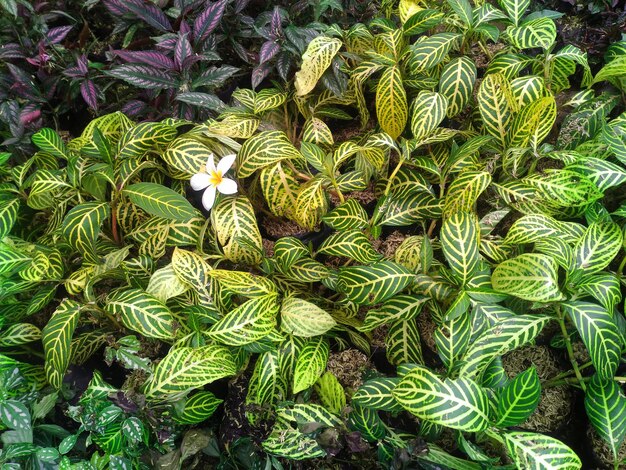 Photo vue à haut angle des plantes qui poussent sur le champ