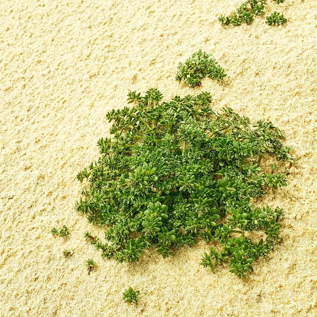 Photo vue à haut angle des plantes qui poussent sur le sable