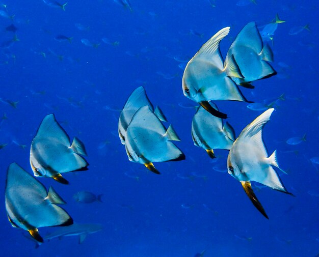 Photo vue à haut angle des poissons nageant en mer