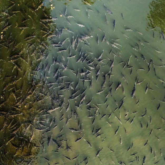 Photo vue à haut angle des poissons nageant en mer