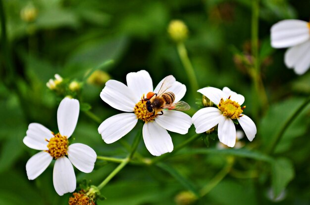 Vue à haut angle de la pollinisation des abeilles sur une fleur blanche