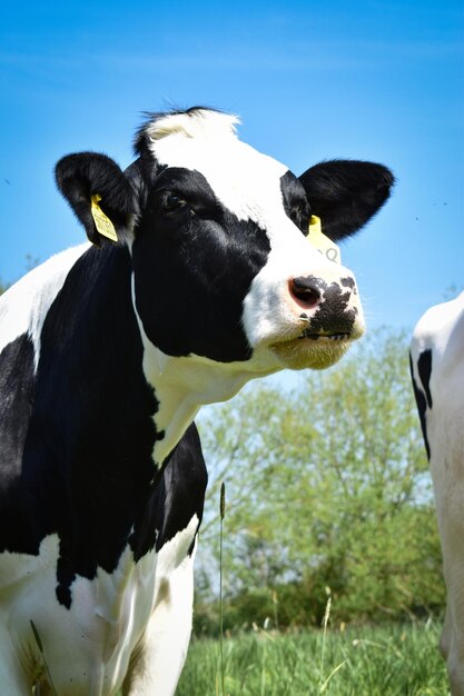 Vue à haut angle de la vache sur le champ contre le ciel