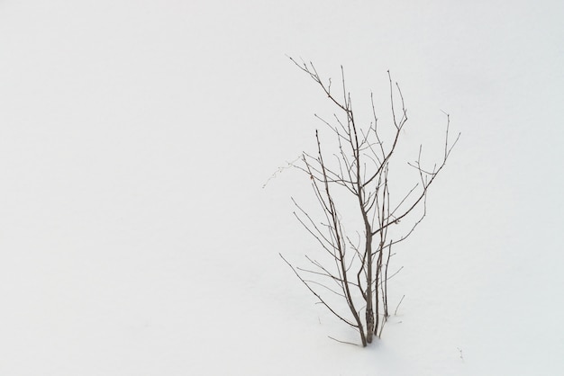 Vue d'en haut sur l'arbre avec des feuilles mortes sur une neige blanche et propre