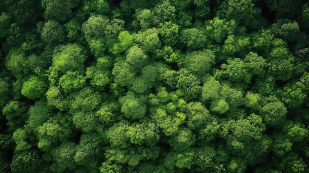 Vue de haut au-dessus de la bordure de l'arbre