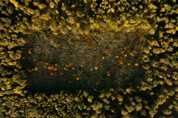 Photo vue de haut en bas de la forêt d'automne prise de vue aérienne des bois d'automne vue aérienne du haut de la belle forêt colorée ...