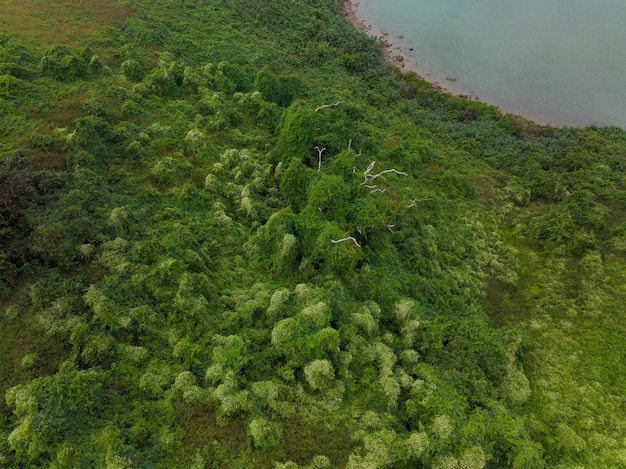 Vue de haut en bas de la forêt verte