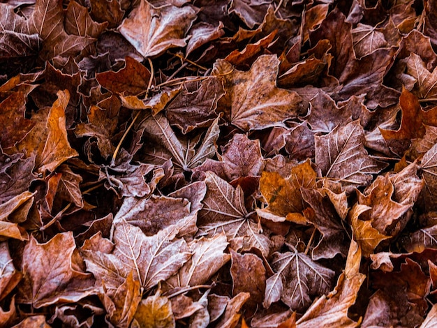 Vue de haut des feuilles d'automne éparpillées sur le sol parfaite pour un arrière-plan