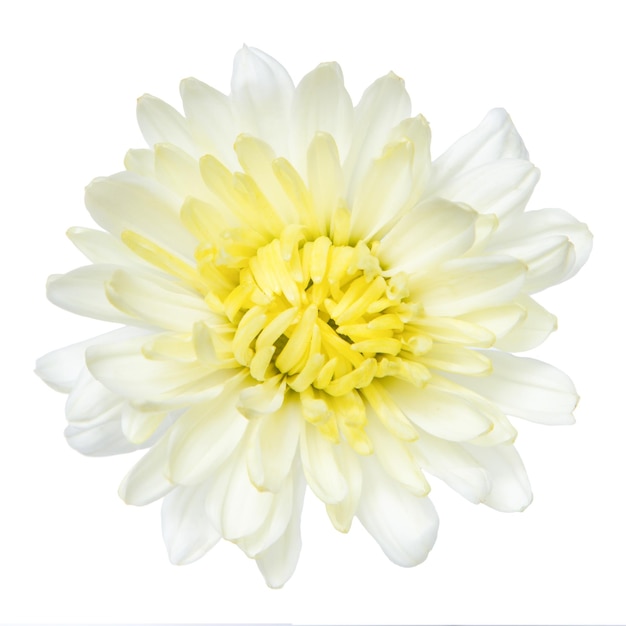 Vue de haut de la fleur de chrysanthème blanc isolée sur fond blanc