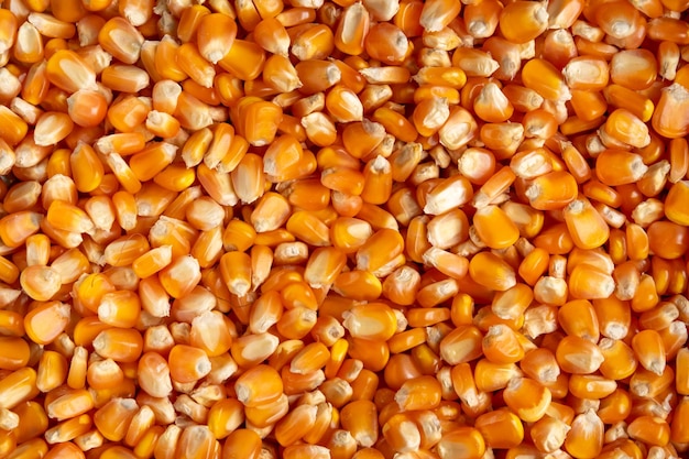 Vue de haut en gros plan de l'arrière-plan de graines de maïs sèches