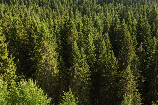 Vue d'en haut sur la magnifique forêt de pins de Sortavala, en Carélie.