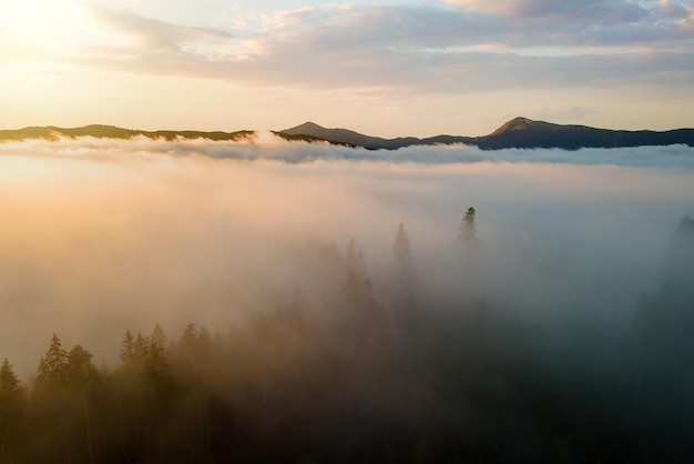 Vue D'en Haut Des Pins Sombres De Mauvaise Humeur Dans La Forêt Brumeuse D'épinettes Avec Des Rayons Lumineux Du Lever Du Soleil Qui Brillent à Travers Les Branches Dans Les Montagnes D'automne.