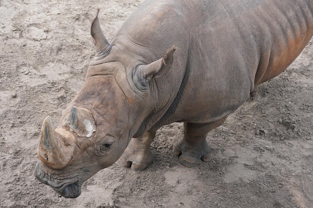 La vue d'en haut d'un rhinocéros sur le sol