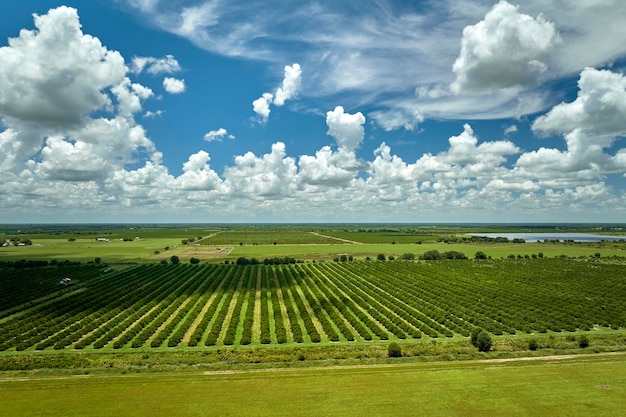 Vue d'en haut des terres agricoles vertes avec des rangées d'orangers poussant par une journée ensoleillée en Floride
