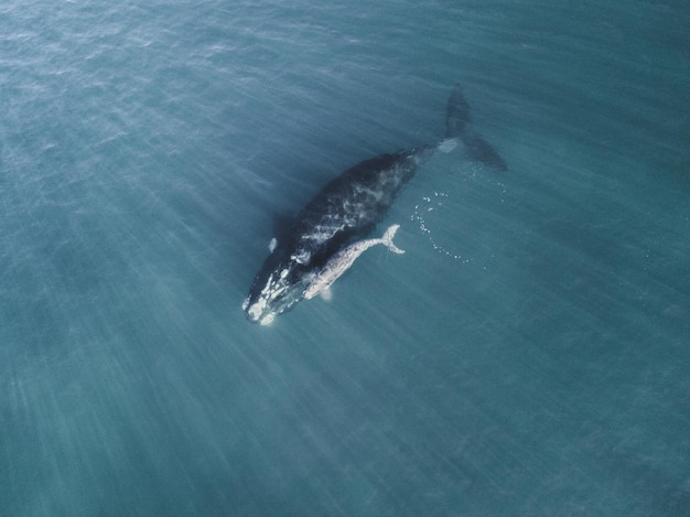 Vue haute angle d'une baleine nageant en mer