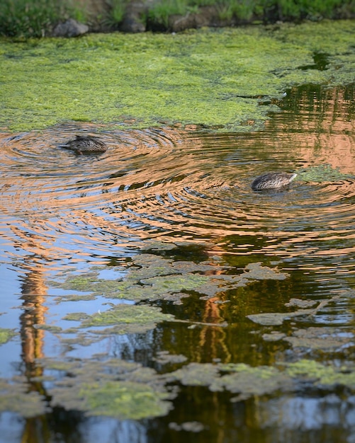 Photo vue haute angle des canards nageant dans le lac