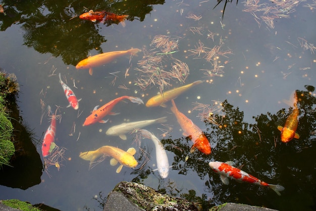 Vue haute angle des carpes koi nageant dans l'étang