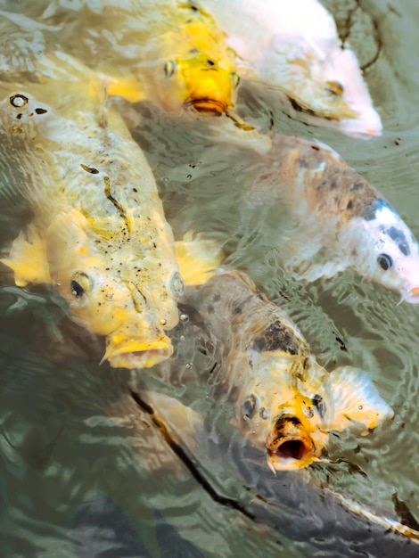 Photo vue haute angle des carpes koi nageant dans l'étang