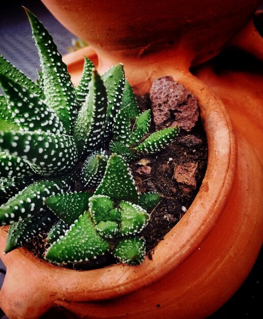 Vue haute angle du cactus qui pousse à la maison