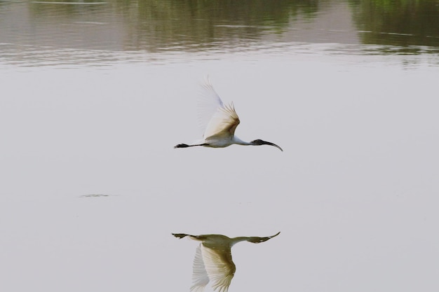 Vue haute angle du héron sur le lac