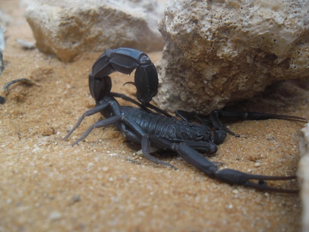 Photo vue haute angle du scorpion sur le sable par la roche à la plage