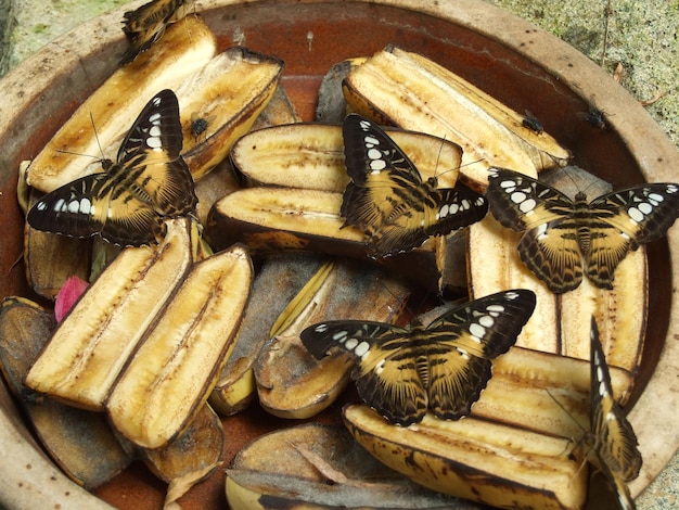 Photo vue haute angle des papillons sur des bananes tranchées