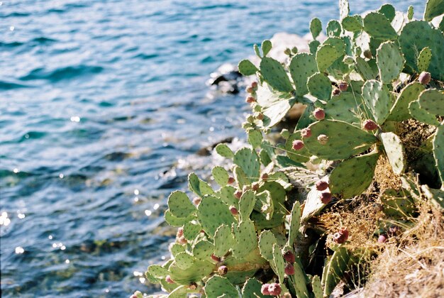 Photo vue haute angle des plantes sur la mer