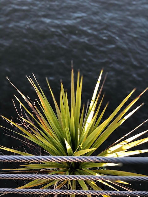 Vue haute angle des plantes par le lac